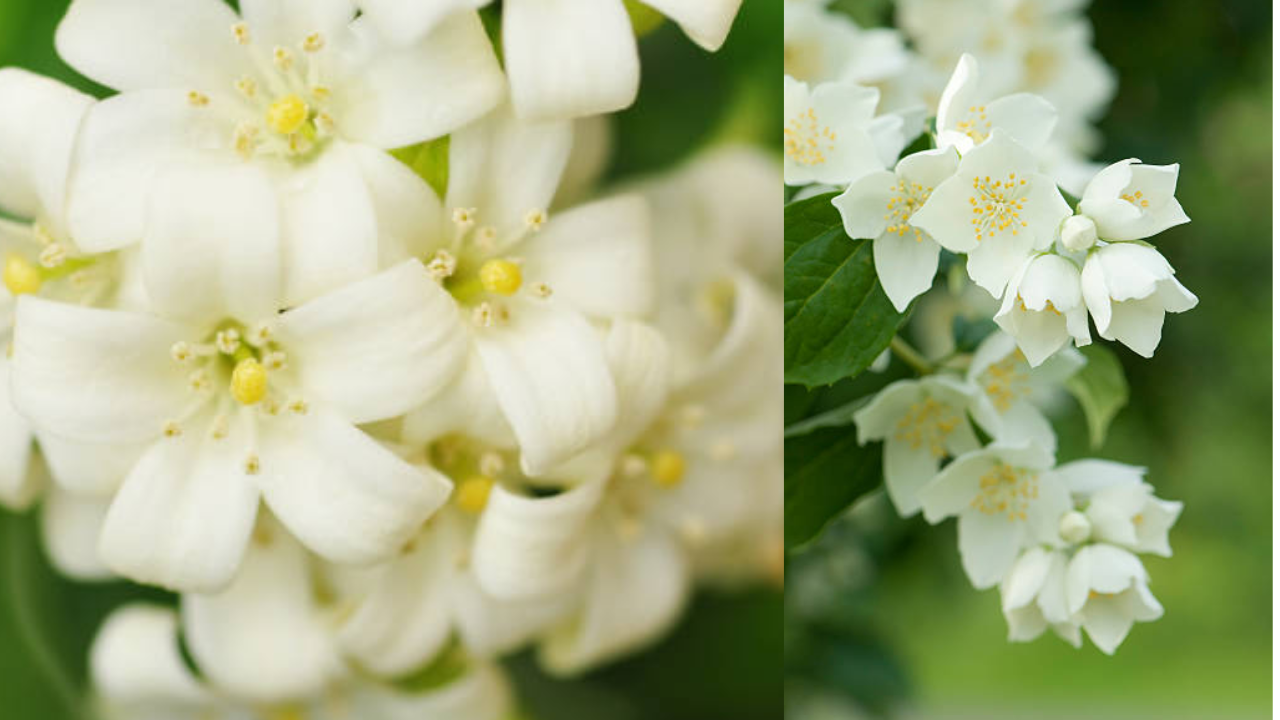  jasmine flower