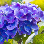 100 flowers name in punjabi

