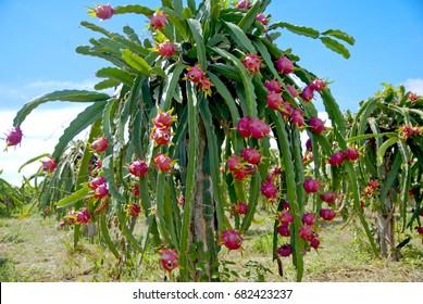 Dragon Fruit Tree Royalty-Free Images, Stock Photos & Pictures |  Shutterstock