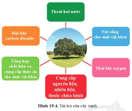 BÀI 19. CÁC YẾU TỐ ẢNH HƯỞNG ĐẾN QUANG HỢP MỞ ĐẦUCâu hỏi: Đưa chậu cây hoa giấy trồng ngoài sáng vào trong nhà, em hãy dự đoán hiện tượng xảy ra đối với cây hoa giấy sau 1 thời gian (khoảng một tháng). Dựa vào phương trình tổng quát của quang hợp, cho biết những yếu tố nào ảnh hưởng đến hiện tượng đó.Đáp án chuẩn:Ánh sáng, nước, carbon dioxide, nhiệt độ.I. CÁC YẾU TỐ ẢNH HƯỞNG ĐẾN QUANG HỢP1. Ánh sángCâu 1: Lấy ví dụ cây ưa ánh sáng mạnh và cây ưa ánh sáng yếu.Đáp án chuẩn:- Cây ưa ánh sáng mạnh: cây hoa giấy, cây hoa sứ.- Cây ưa ánh sáng yếu: cây tầm gửi, cây sâm ngọc linh.Câu hỏi 1: Quan sát hình 19.2, cho biết cây nào ưa ánh sáng mạnh và cây nào ưa ánh sáng yếu? Vì sao?Đáp án chuẩn:- Cây ưa sáng yếu: Cây trầu không, vì có phiến lá thường rộng, màu xanh sẫm, cây thấp nhỏ mọc dưới bóng cây khác.- Cây ưa sáng mạnh: Cây bạch đàn, vì có phiến lá nhỏ, màu xanh sáng, thân cây cao lớn, thường mọc ở nơi quang đãng.Vận dụng 1Câu hỏi: Vì sao trong nông nghiệp để tăng năng suất một số loại cây trồng người ta thường dùng đèn chiếu sáng vào ban đêm?Đáp án chuẩn:Để cung cấp đủ cường độ và thời gian chiếu sáng thích hợp để kích thích quá trình quang hợp tích lũy vật chất trong cây → cây sinh trưởng và phát triển tốt.Câu 2: Từ kết quả trong bảng 19.1, cho biết ánh sáng mạnh hay yếu có ảnh hưởng đến quang hợp ở rong đuôi chó như thế nào.Đáp án chuẩn:Ánh sáng mạnh thì cây quang hợp mạnh, giải phóng ra nhiều khí oxygen và ngược lại.Vận dụng 2Câu hỏi: Vì sao nhiều giống cây trồng muốn thu năng suất cao thì không nên trồng cây với mật độ quá dày? Nêu ví dụ?Đáp án chuẩn:Vì trồng quá dày khiến cây thu nhận được ít ánh sáng hơn → quang hợp yếu, chất hữu cơ tạo thành ít hơn → Năng suất thấp.Vận dụng 3Câu hỏi: Vì sao nhiều giống cây cảnh trồng ở chậu để trong nhà vẫn xanh tốt? Nêu ví dụ?Đáp án chuẩn:Vì những cây cảnh này ưa bóng nên khi đặt trong nhà vẫn có thể quang hợp được và phát triển xanh tốt. VD: Cây lưỡi hổ2. Carbon dioxideCâu 3: Đọc thông tin ở bảng 19.2 và cho biết ảnh hưởng của nồng độ carbon dioxide đến quang hợp ở cây đậu xanh và cây bí đỏ.Đáp án chuẩn:Nồng độ CO2 tăng từ 0,03% → 0,1% thì cường độ quang hợp tăng. Nồng độ CO2 tăng lên quá cao (0,4%) thì cường độ quang hợp giảm.Câu 4: So sánh cường độ quang hợp ở cây đậu xanh và cây bí đỏ ở cùng một nồng độ carbon dioxide. Từ đó có thể rút ra kế luận gì?Đáp án chuẩn: Cường độ quang hợp của cây đậu xanh luôn < cây bí đỏ Kết luận: Ở cùng một nồng độ CO2, thì cường độ quang hợp ở mỗi loại cây là khác nhau.3. NướcCâu 5: Nêu ảnh hưởng của nước đến quá trình quang hợp ở cây xanhĐáp án chuẩn:Là nguyên liệu quang hợp ở cây xanh. Cây hấp thụ đủ nước, quang hợp diễn ra bình thường. Cây thiếu nước, quang hợp giảm.Câu hỏi 2: Lấy ví dụ cây có nhu cầu nước khác nhau ở mỗi giai đoạn phát triển?Đáp án chuẩn:Ví dụ: Cây mía khi mới trồng cần tưới nước thường xuyên, đến khi có đốt thì không cần tưới nước nữa.Vận dụng 4Câu hỏi: Kể tên những cây cần nhiều nước, những cây cần ít nước ở địa phương?Đáp án chuẩn:- Cần nhiều nước: cây lúa, cây xu hào, cây ca cao, cây xoài,...- Cần ít nước: cây cọ, cây hoa giấy, cây hải quỳ, cây xương rồng...Vận dụng 5Câu hỏi: Vì sao trong trồng trọt muốn thu được năng suất cao thì cần tưới đủ nước cho cây trồng?Đáp án chuẩn:Vì giúp cây quang hợp hiệu quả → Cây sinh trưởng phát triển tốt, tạo thành nhiều chất hữu cơ giúp thu được năng suất cao.4. Nhiệt độCâu 6: Nêu ảnh hưởng của nhiệt độ đến quá trình quang hợp ở cây xanhĐáp án chuẩn:Khi nhiệt độ quá cao/thấp thì quá trình quang hợp bị giảm hoặc bị ngưng trệ.Câu 7: Đọc thông tin bảng 19.3, cho biết ảnh hưởng của nhiệt độ đến quang hợp ở cây cà chua. Cây quang hợp mạnh nhất ở nhiệt độ nào?Đáp án chuẩn:Ở 13 độ C, cây cà chua quang hợp yếu. Ở 21 độ C, cây cà chua quang hợp mạnh. Ở 35 độ C, cây cà chua ngưng quang hợpCâu 8: Có phải cứ tăng nhiệt độ là cường độ quang hợp sẽ tăng lên không?Đáp án chuẩn:Không phải. Nếu tăng nhiệt độ trên mức trung bình 20-30 độ C, thì quá trình quang hợp bị ngưng trệ.Vận dụng 6Câu hỏi: Vì sao trong thực tiễn người ta cần chống nóng và chống rét cho cây?Đáp án chuẩn:Vì tạo điều kiện nhiệt độ thuận lợi cho quá trình quang hợp, cây sẽ tạo được nhiều chất hữu cơ, giúp cây lớn nhanh và sinh trưởng tốt.II. Ý NGHĨA THỰC TIỄN CỦA VIỆC TRỒNG VÀ BẢO VỆ CÂY XANH.Câu 9: Cho biết hậu quả của việc cháy rừng và chặt phá rừng đầu nguồn.Đáp án chuẩn:Thiên tai, diện tích rừng giảm khiến lượng oxygen giảm, lượng carbon dioxide tăng gây hiện tượng hiệu ứng nhà kính và biến đổi khí hậu.Câu 10: Quan sát hình 19.4 và đọc thông tin mục II, cho biết.a. Vai trò của cây xanh. Các vai trò này do đâu mà có.b. Ý nghĩa việc trồng và bảo vệ cây xanh.Đáp án chuẩn:a. Cung cấp nguyên liệu, nhiên liệu, thuốc chữa bệnh; tổng hợp chất hữu cơ, cung cấp thức ăn và nơi ở cho sinh vật; hút khí CO2 → bắt nguồn từ nhu cầu thực tiễn.b. Giảm thảm hoạ lũ lụt, sạt lở đất; có đủ nguyên nhiên liệu cho quá trình sản xuất; cung cấp đủ thức ăn cho các sinh vật.Câu hỏi 3: Dựa vào phương trình quang hợp, giải thích một số vai trò của cây xanh trong tự nhiênĐáp án chuẩn:Điều hòa không khí, dòng chảy, phòng tránh sạt lở, lũ quét, hạn hán; giúp các sinh vật khác hô hấp, duy trì sự sống.Câu hỏi 4: Nêu ý nghĩa câu thơ của Bác Hồ:  Mùa xuân là tết trồng cây/ Làm cho đất nước càng ngày càng xuân