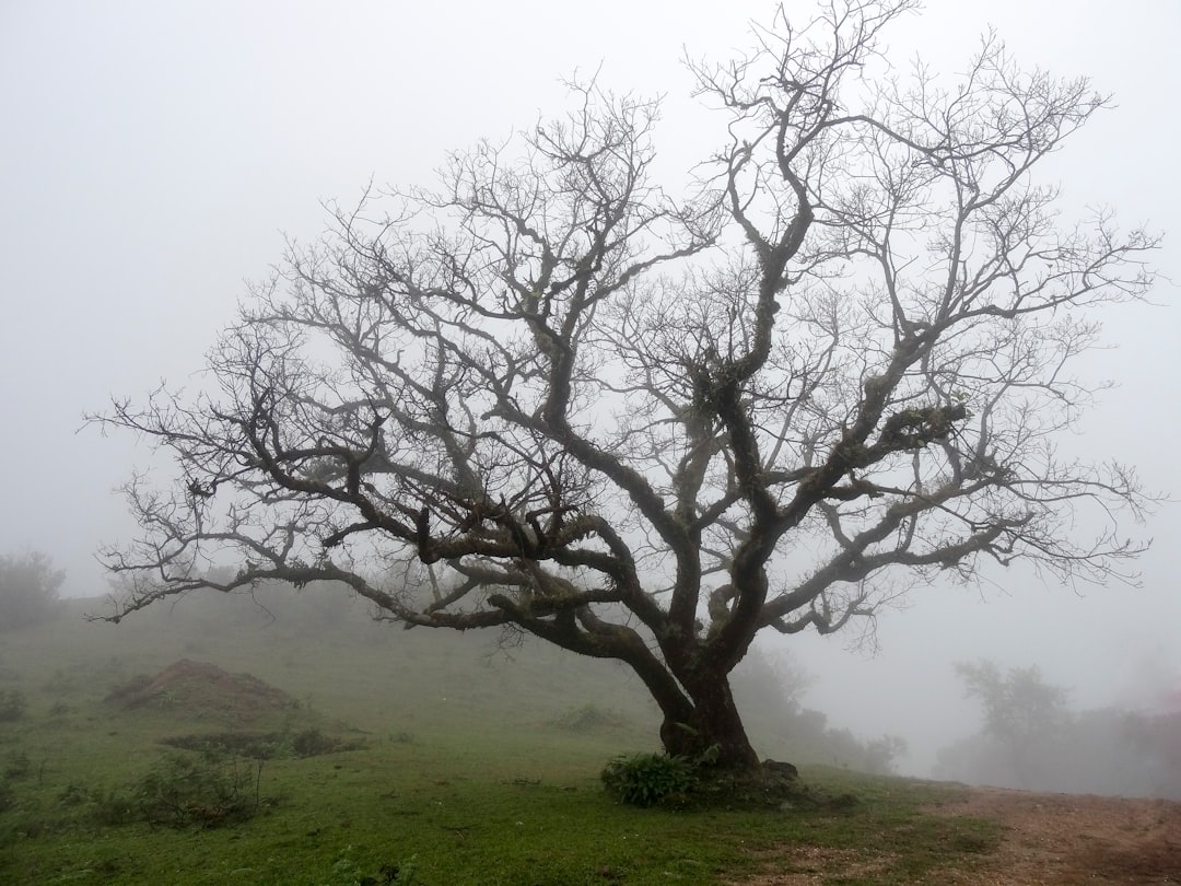 Assessing fallen tree
