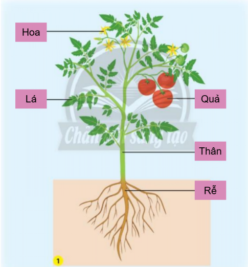 BÀI 19. ÔN TẬP CHỦ ĐỀ THỰC VẬT VÀ ĐỘNG VẬT