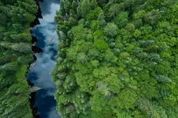 The Stillness of Nature Captured in 15 Shots, stillness in nature, quiet photos, nature, forest, landscape, meditative landscapes, soft nature