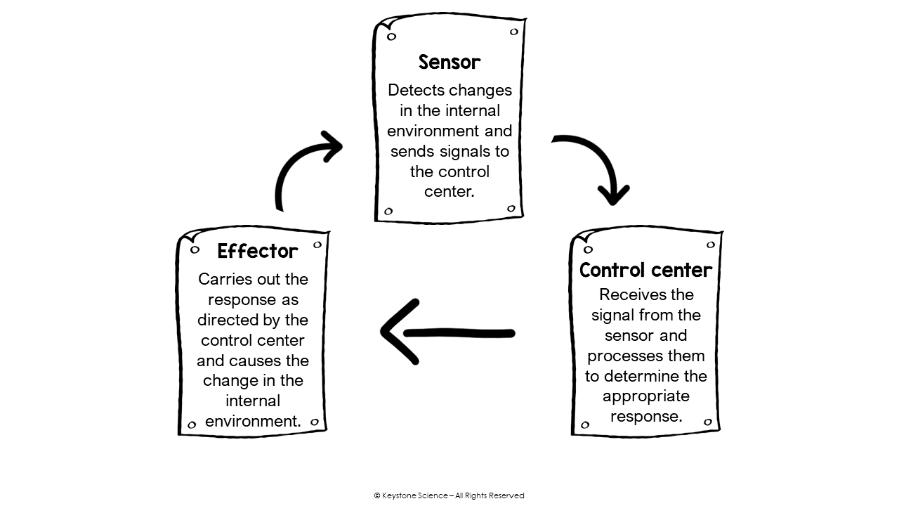 5 Engaging Activities to Master Teaching Human Feedback Loops and Homeostasis 1