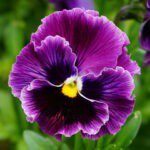 Pansy