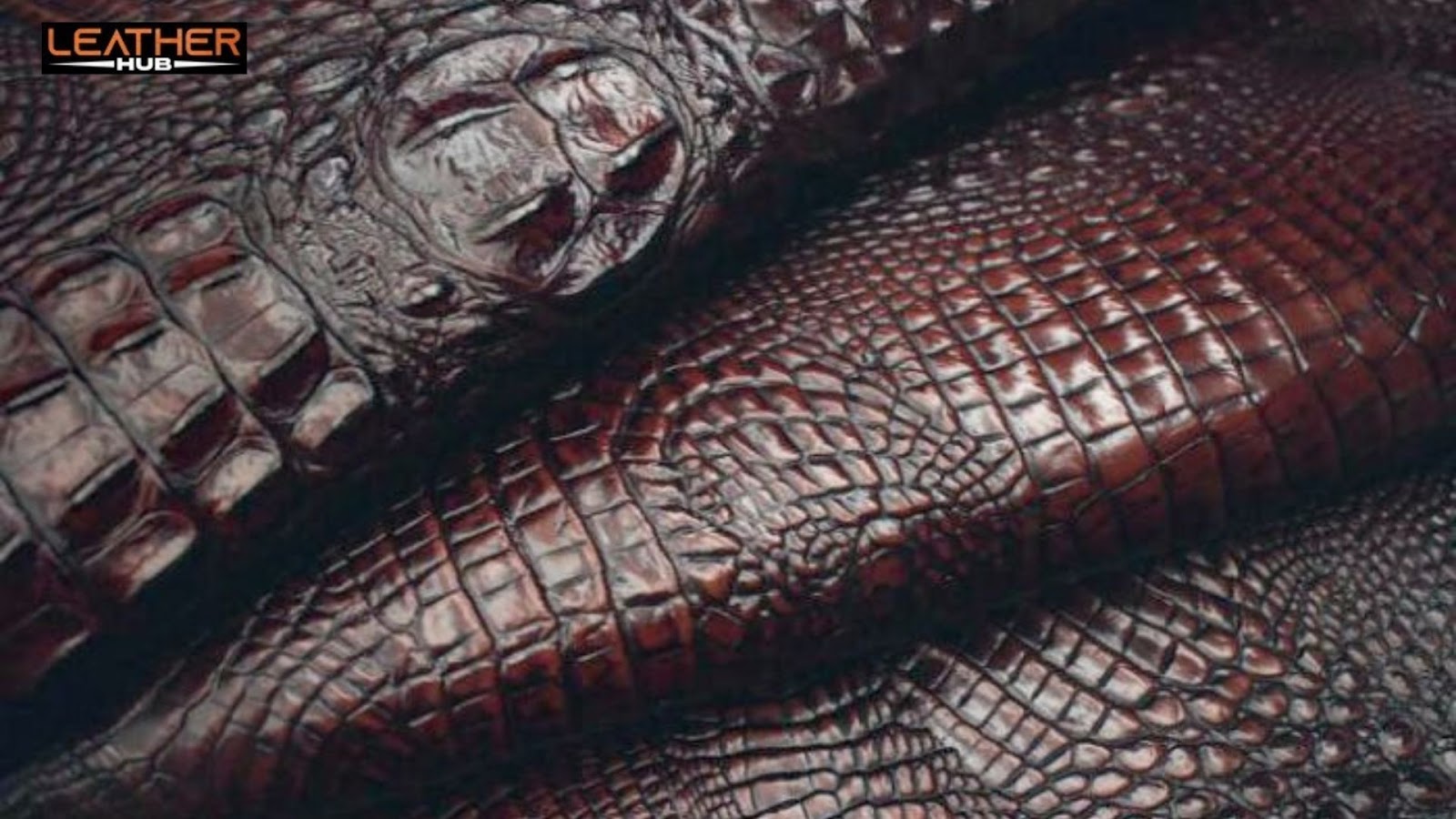 "Close-up of glossy, dark brown alligator leather hide showing natural scale texture with the Leather Hub logo in the corner."