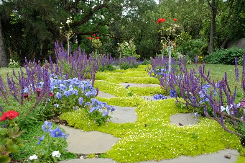 What to Look for in Low-Maintenance Ground Covers What to Look for in Low-Maintenance Ground Covers