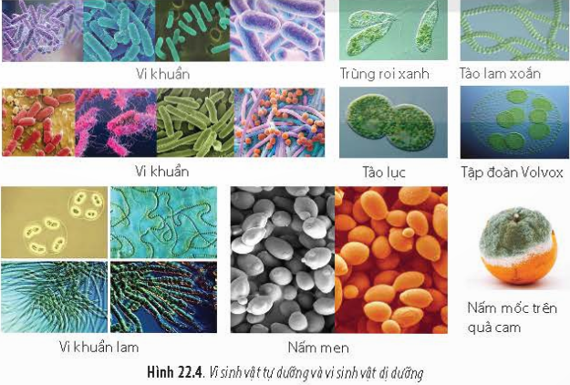 BÀI 22 - KHÁI QUÁT VỀ VI SINH VẬTMỞ ĐẦUCâu 1: Vì sao khi để trái cây, sữa, cơm trong môi trường nóng ẩm thì dễ bị hư, thối? Vì sao chúng ta nên vệ sinh sạch đồ dùng đựng trái cây, sữa, cơm?Đáp án chuẩn:* Để trái cây, sữa, cơm trong môi trường nóng ẩm thì dễ bị hư, thối vì môi trường nóng ẩm là môi trường thích hợp cho các vi sinh vật gây hư, thối thực phẩm phát triển.* Để tránh sự hư hỏng và thối của trái cây, sữa, và cơm trong môi trường nóng ẩm, cần:- Vệ sinh sạch các đồ dùng để chứa trái cây, sữa, cam để ngăn chặn vi sinh vật gây hư, thối phát triển.- Đảm bảo vệ sinh sạch sẽ để ngăn ngừa sự lan truyền của vi sinh vật từ bề mặt đồ dùng sang thực phẩm, gây hư hỏng và thối.I. KHÁI NIỆM VÀ ĐẶC ĐIỂM CỦA VI SINH VẬTCâu 1: Vi sinh vật là sinh vật đơn bào hay đa bào?Đáp án chuẩn:Đơn bàoCâu 2: Quan sát hình 22.2 và cho biết vi sinh vật có kích thước như thế nào?Đáp án chuẩn:- Nhỏ, thường được quan sát bằng kính hiển vi.Luyện tập: Hãy cho biết những đặc điểm của vi sinh vật.Đáp án chuẩn:Vi sinh vật nhỏ, chỉ quan sát được dưới kính hiển vi, sinh sống ở mọi nơi, sinh trưởng và sinh sản nhanh. Phần lớn là đơn bào, một số tổ chức thành tập đoàn đơn bào.II. CÁC NHÓM SINH VẬTCâu 3: Halobacteria, trùng Amip. Escherichia coli, Clorella là những vi sinh vật thuộc nhóm nào trong Hình 22.3?Đáp án chuẩn:- Nhóm vi khuẩn.III. CÁC KIỂU DINH DƯỠNG CỦA VI SINH VẬTCâu 4: Hãy sắp xếp các loài sinh vật trong Hình 22.4 vào các kiểu dinh dưỡng cho phù hợp.Đáp án chuẩn:Quang tự dưỡng: Trùng roi xanh, tảo lục, vi khuẩn lam, tảo lam xoắn, tập đoàn Volvox.Hóa dị dưỡng: Nấm men, nấm mốc trên quả cam.Câu 5: Hãy cho biết vi sinh vật quang tự dưỡng và quang dị dưỡng sử dụng nguồn nguyên liệu nào cho sinh trưởng và phát triển.Đáp án chuẩn:Nguồn nguyên liệu của vi khuẩn:Quang tự dưỡng: CO2.Quang dị dưỡng: các chất hữu cơ.Luyện tập:Hãy lập bảng so sánh các kiểu dinh dưỡng khác nhau ở sinh vật.Ở mỗi hình thức dinh dưỡng, hãy tìm các vi sinh vật điển hình làm ví dụ minh họa.Đáp án chuẩn:Vi sinh vật được phân thành 4 loại dinh dưỡng:- Quang tự dưỡng: Sử dụng ánh sáng và CO2 làm nguồn năng lượng và dinh dưỡng. Ví dụ: vi khuẩn lam, tảo đơn bào.- Quang dị dưỡng: Sử dụng ánh sáng và chất hữu cơ làm nguồn năng lượng và dinh dưỡng. Ví dụ: một số vi khuẩn không chứa lưu huỳnh.- Hóa tự dưỡng: Sử dụng chất hóa học và CO2 làm nguồn năng lượng và dinh dưỡng. Ví dụ: vi khuẩn nitrat hóa, vi khuẩn oxy hóa.- Hóa dị dưỡng: Sử dụng chất hóa học và chất hữu cơ làm nguồn năng lượng và dinh dưỡng. Ví dụ: nấm, động vật nguyên sinh, một số vi khuẩn không phải quang hợp.IV. MỘT SỐ PHƯƠNG PHÁP NGHIÊN CỨU VI SINH VẬTCâu 6: Hãy cho biết các phương pháp nghiên cứu vi sinh vật thường thấy trong phòng thí nghiệm.Đáp án chuẩn:Phương pháp quan sát bằng kính hiển vi.Phương pháp nuôi cấy.Phương pháp phân lập vi sinh vật.Phương pháp định danh vi khuẩn.Luyện tập: Hãy tìm thêm các ví dụ về một số loại vi sinh vật cho các mục tiêu nghiên cứu sinh vật như : Kích thước của các nhóm vi sinh vật cầu khuẩn, phẩy khuẩn, trực khuẩn,...Khả năng hoạt động của vi sinh trong môi trường lỏng, đặc.Đáp án chuẩn:Một số ví dụ về vi sinh vật cho mục tiêu nghiên cứu:- Cầu khuẩn Thiomargarita namibiensis (đường kính khoảng 0,1 – 0,3 mm), một loại cầu khuẩn lớn nhất được biết đến.- Trực khuẩn Bacillus anthracis (chiều dài khoảng 3-5 µm), là nguyên nhân gây bệnh than.- Phẩy khuẩn Vibrio cholerae (chiều dài khoảng 2,7 – 3,5 µm), gây bệnh sốt rét.- Nấm mốc có khả năng hoạt động trong môi trường đặc và kị khí.- Các loại vi khuẩn trong sữa và sữa chua có khả năng hoạt động trong môi trường lỏng.Vận dụng: Kể tên và cho biết thêm một số phương pháp khác mà em tìm hiểu được.Đáp án chuẩn:Cấy chuyển, soi tươi, nhuộm gram,...BÀI TẬP