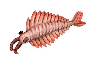 Anomalocaris_BW