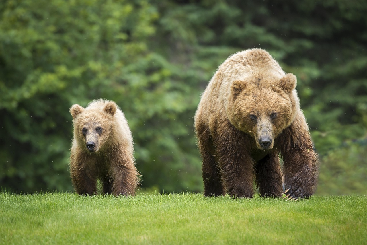 A mom bear with a baby bear. Greenery in the background. 