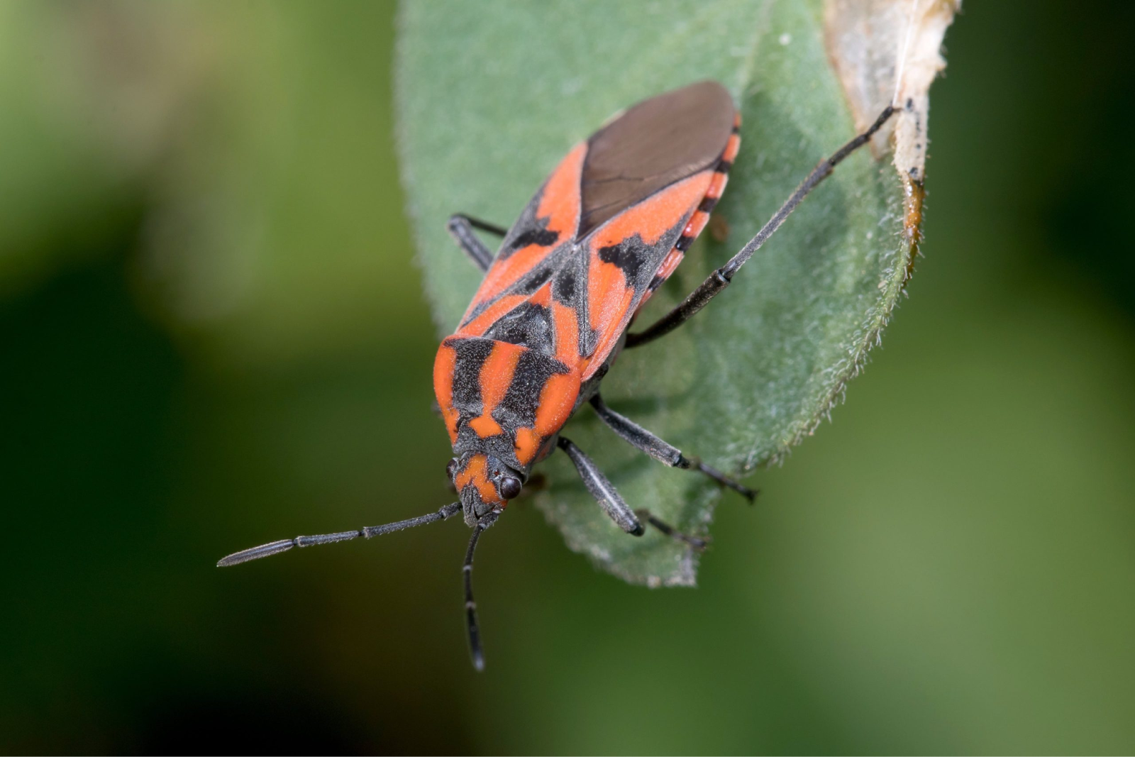 Chinch Bugs