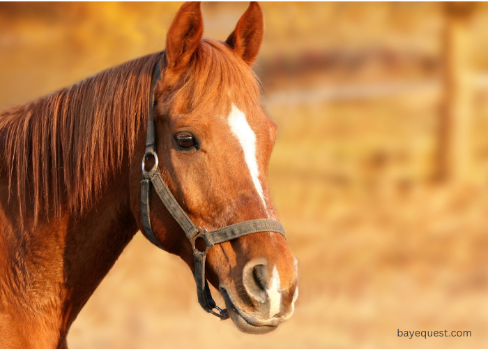 Snip Horse Face Markings