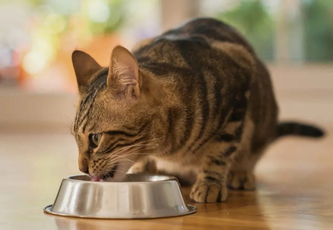 Cat licking pork from cat's plate