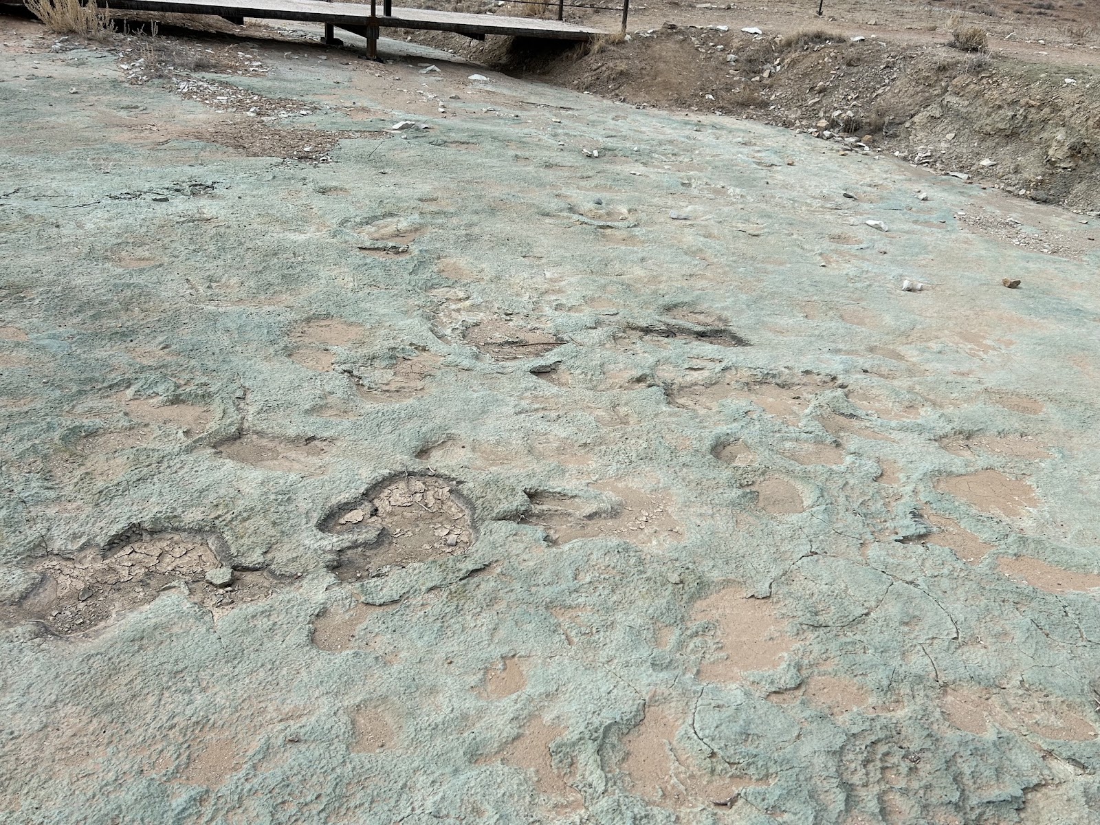 Look at this traffic jam of different dinosaur footprints at the Mill Canyon Dinosaur Track site. The prints were preserved in turquoise looking rock that is actually hardened algae and mud from the edge of the sea in the early Cretaceous period. A boardwalk can be seen in the background.