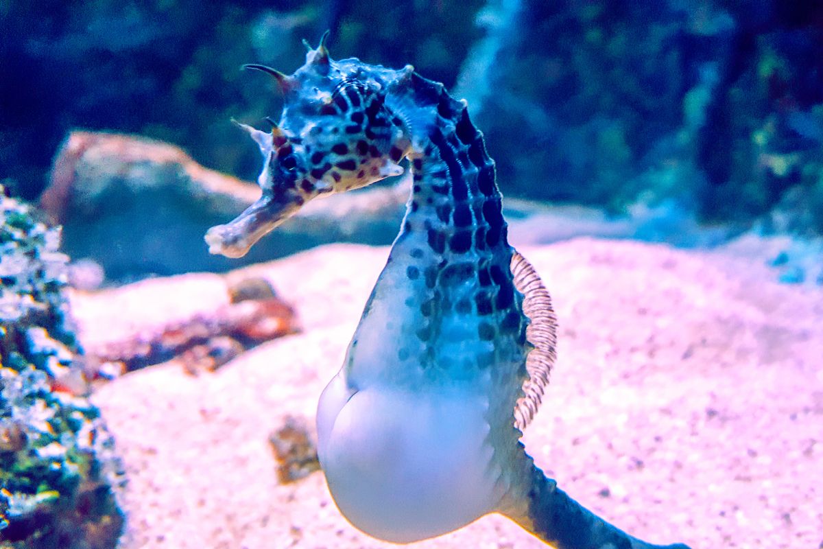 caballitos de mar