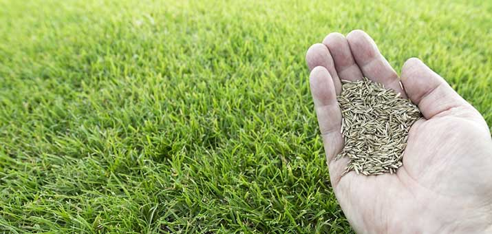 Planting Tall Fescue Grass Seed