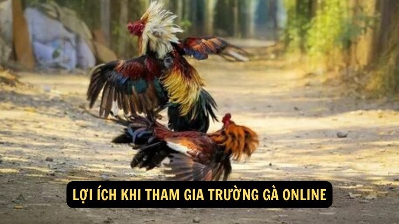 Lợi ích khi tham gia trường gà online