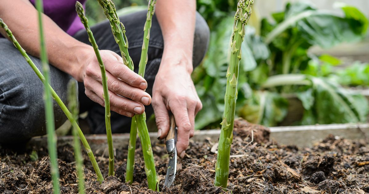 Grow Delicious Asparagus in the Garden