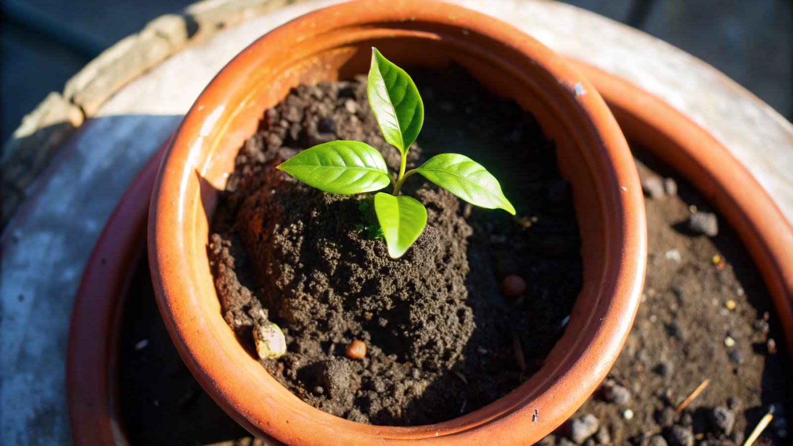 Vaso de cerâmica marrom com muda de acerola recém-plantada e terra preta úmida.