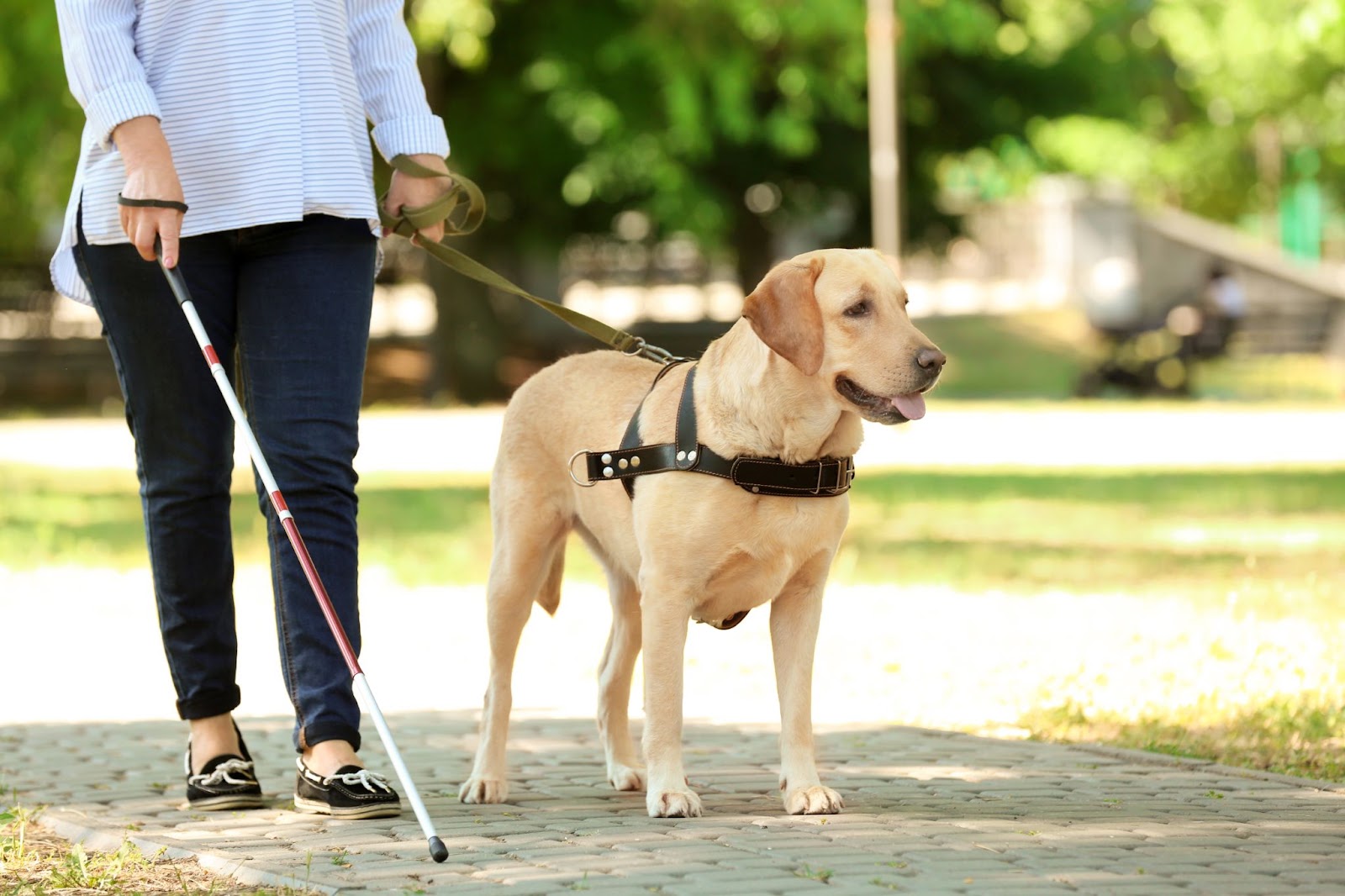 La PCH peut couvrir les dépenses liées à l'entretien d'un chien guide.