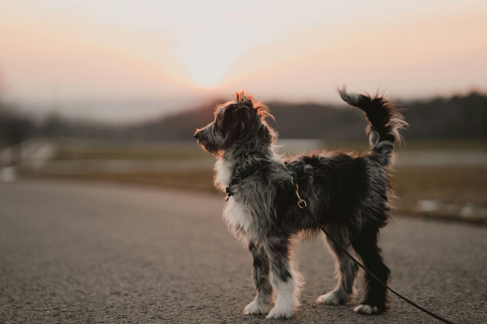 dog during sunset