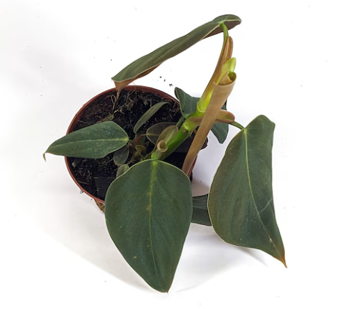 Philodendron Gigas Leaves