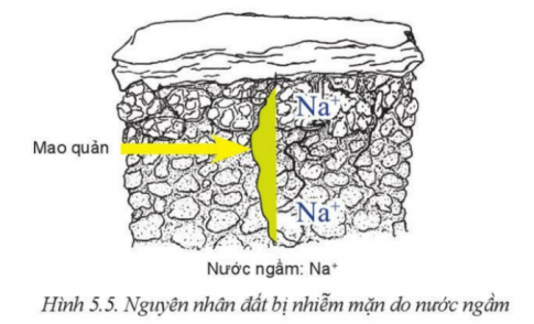 Giải bài 5 Biện pháp cải tạo, sử dụng và bảo vệ đất trồng