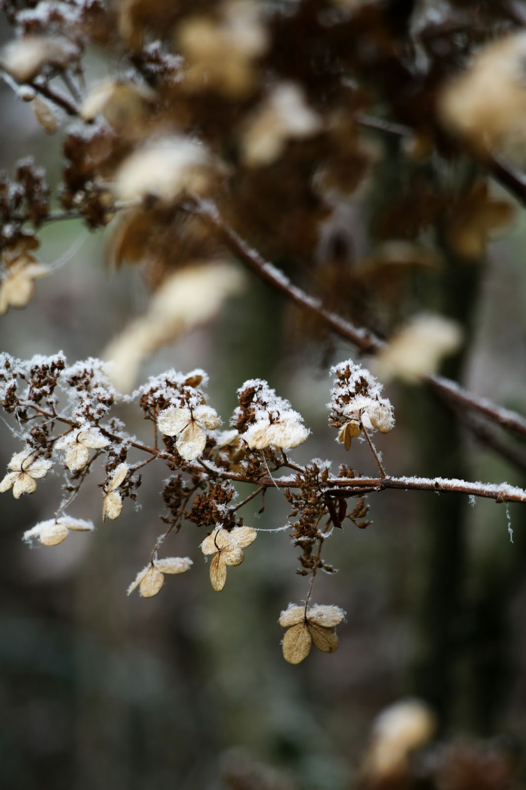 Winter Plant Care