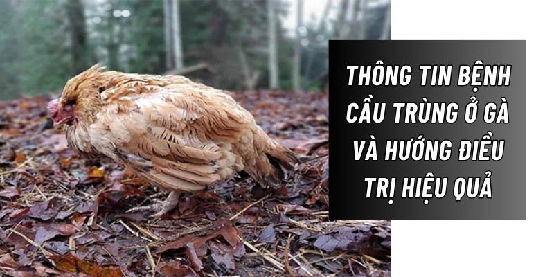 Daga88 cung cấp thông tin về bệnh cầu trùng ở gà và hướng điều trị kịp thời