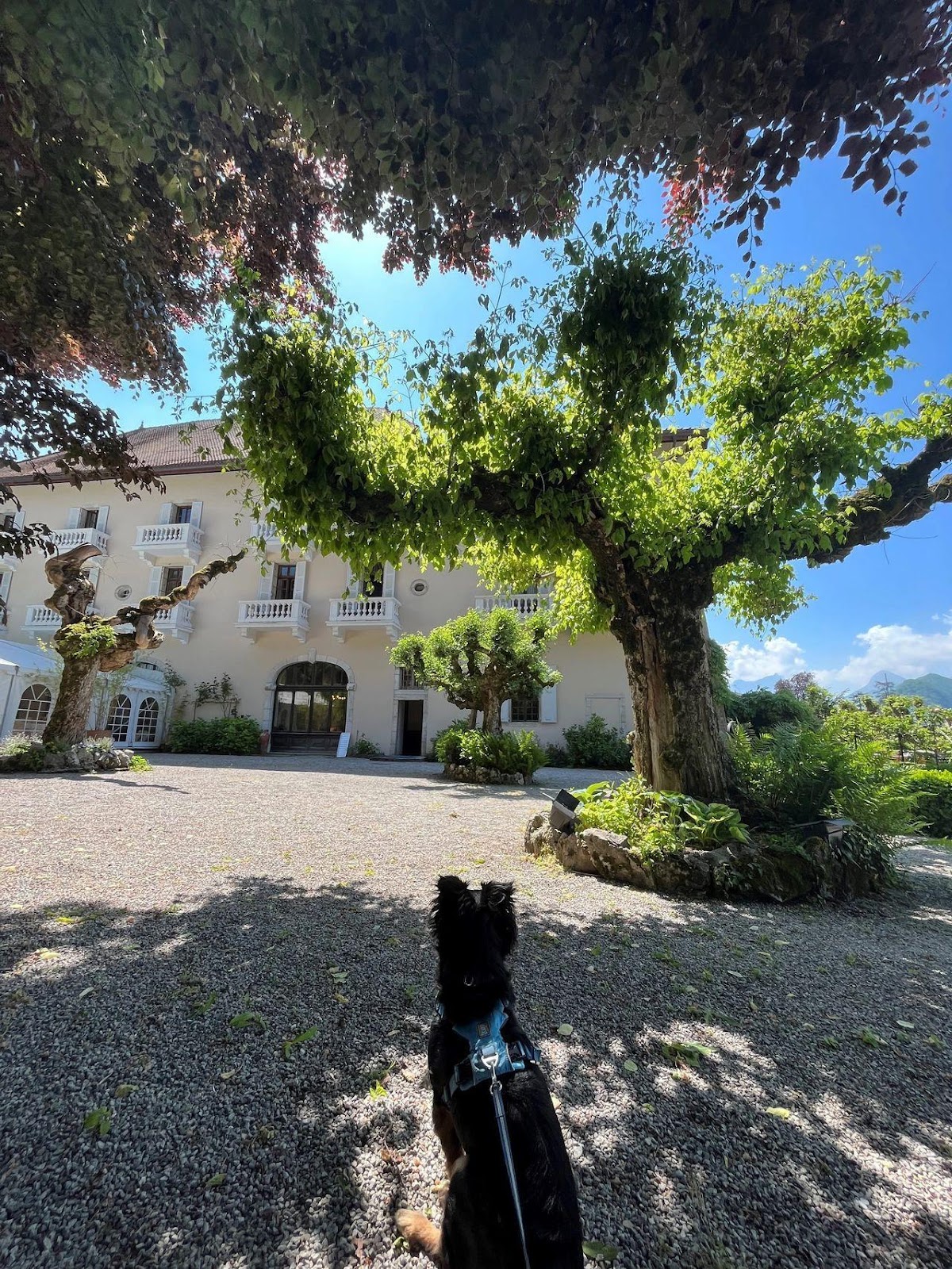 Rico the kokoni looking at the restaurant 