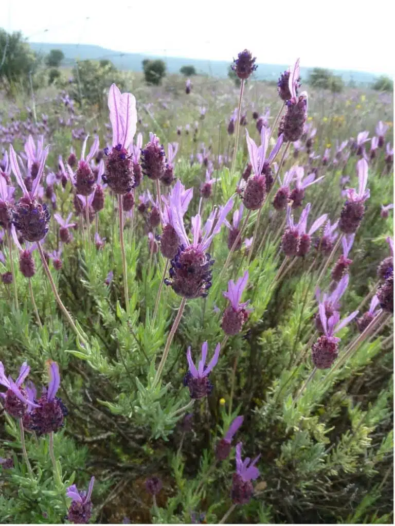 Les principales floraisons pour la récolte de miel de printemps - PLANTES MELLIFÈRES