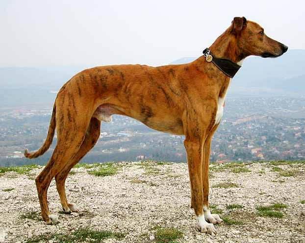 Top Dog Breeds in India That Are Resilient and Loving