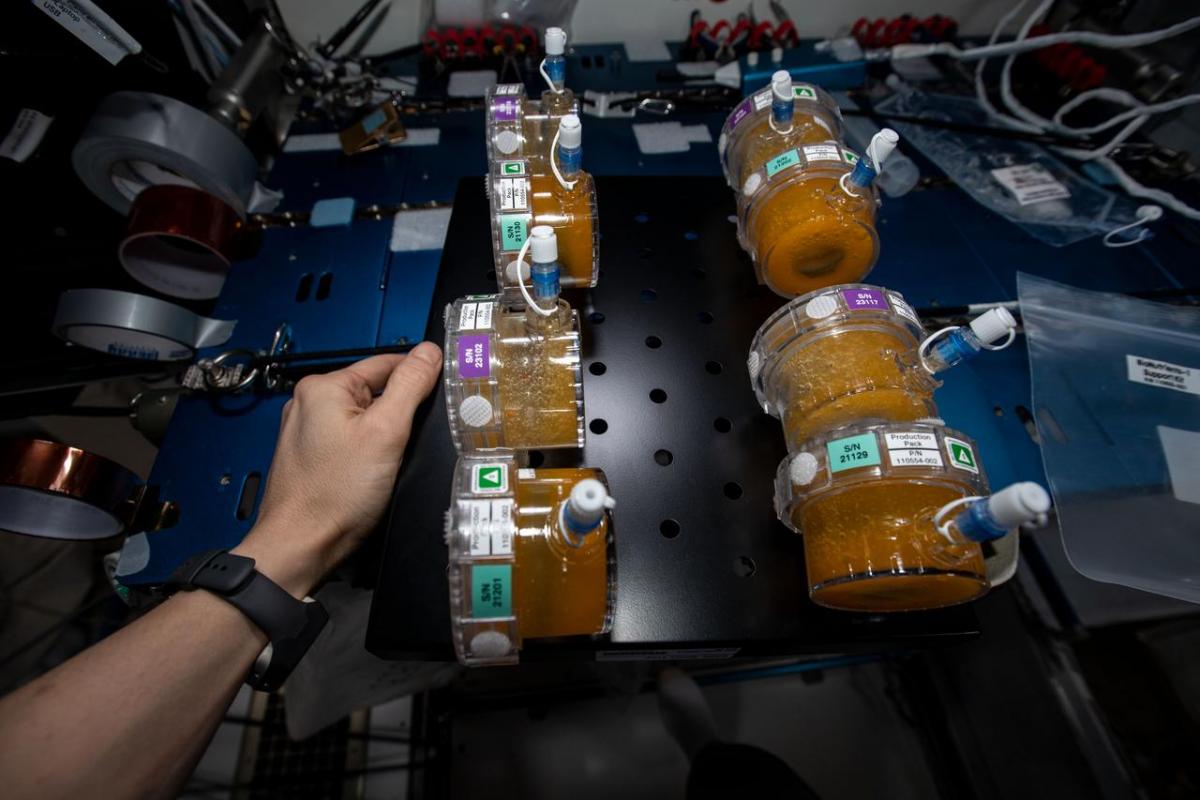 Eight circular containers filled with orange BioNutrients. 