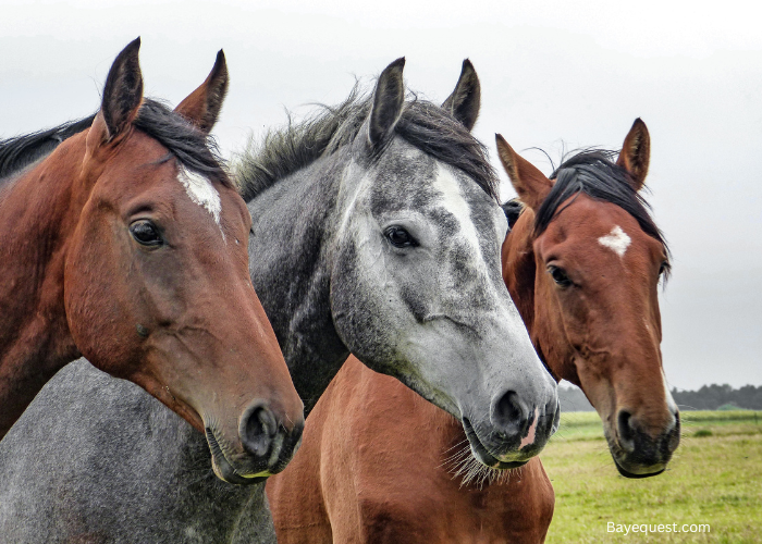 Horse Pinning Ears