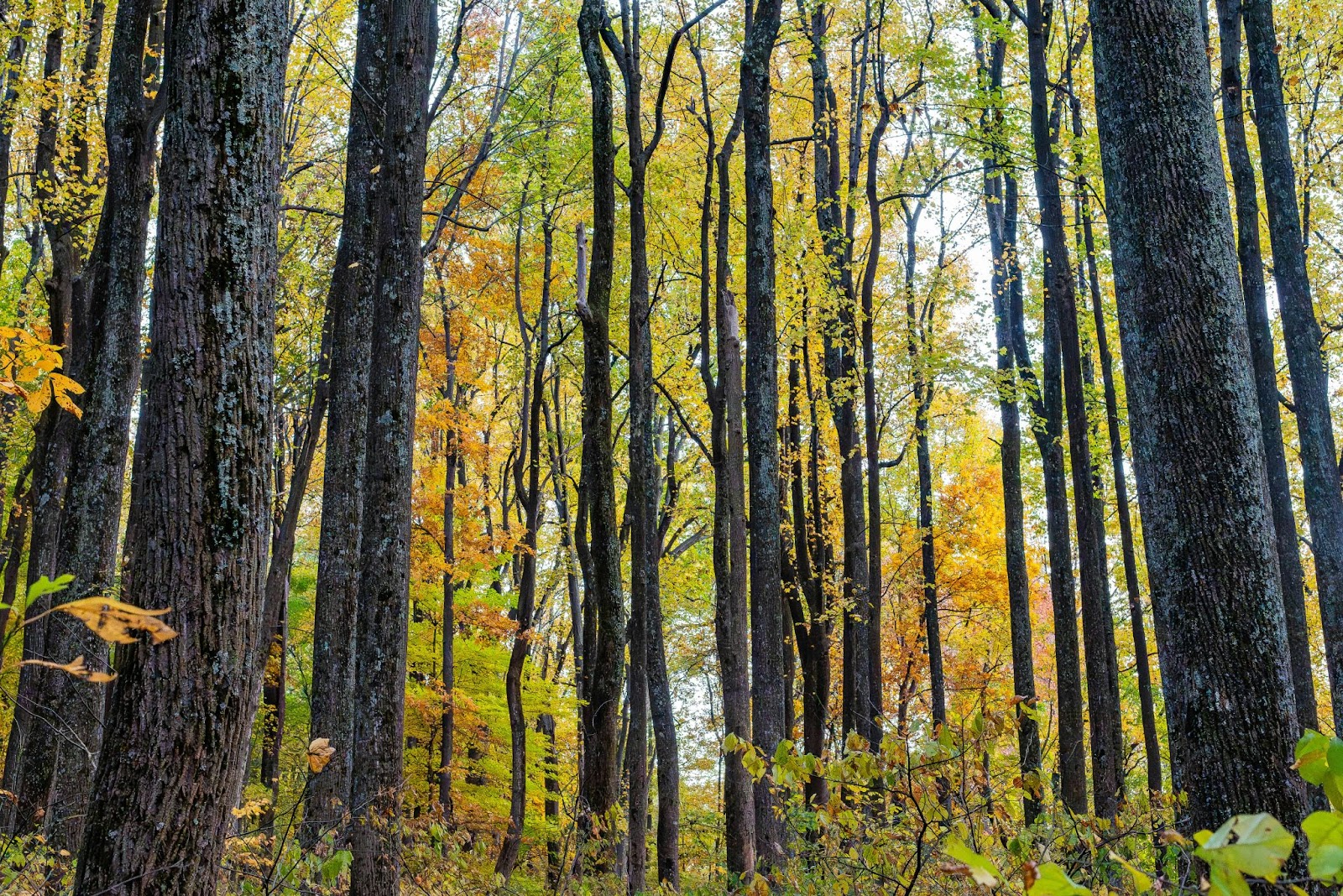 Scary forest