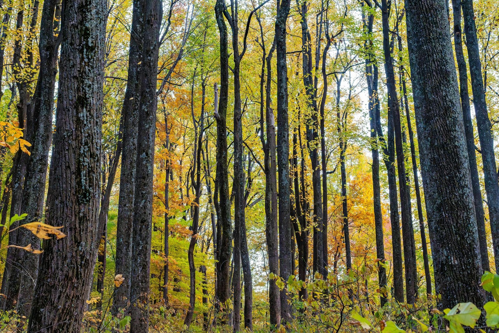 Scary forest