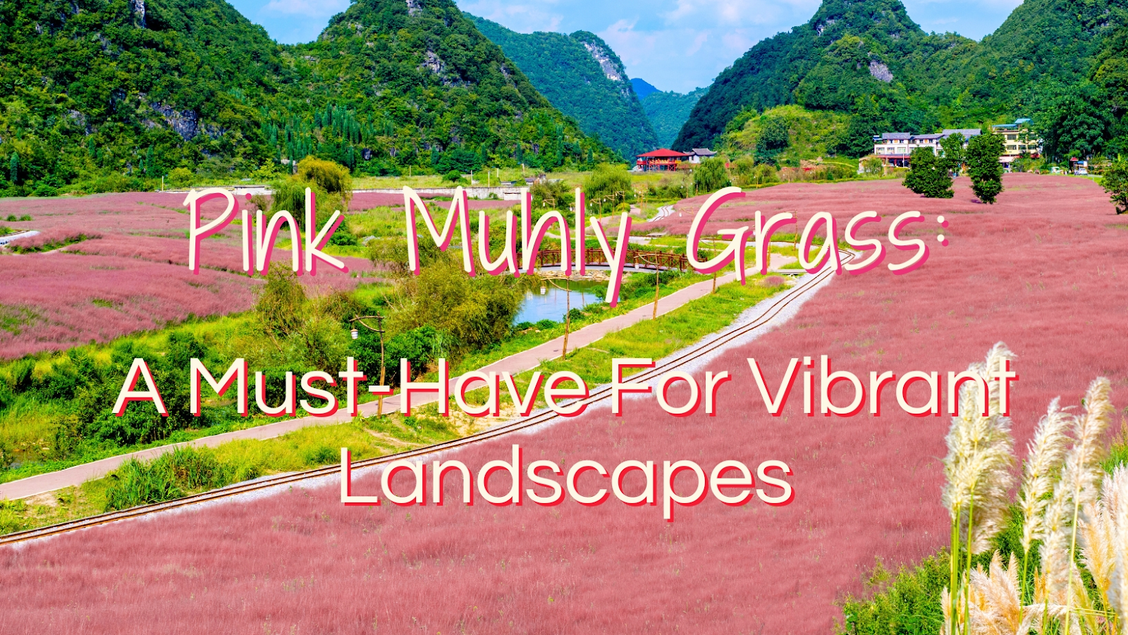  Muhly Grass such a popular choice for landscaping