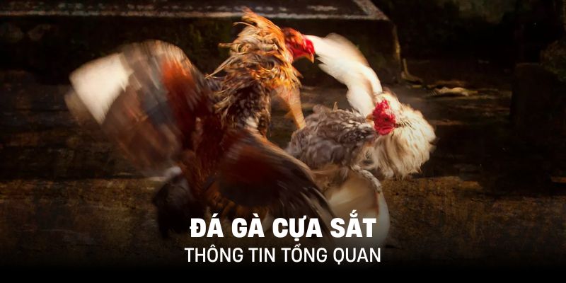 Sự gay cấn, khốc liệt mang đến các trận đấu mãn nhãn, mãn nhĩ