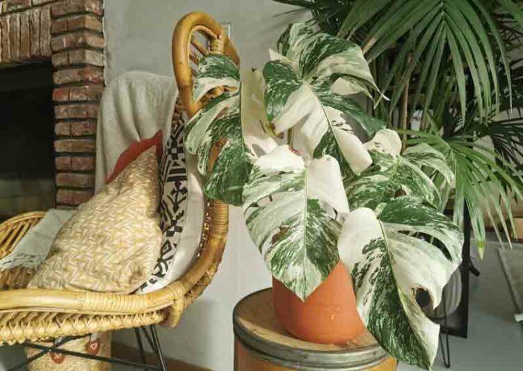 Indoor Planting of Monstera Albo