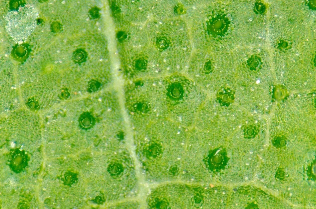 Plant Stomata Information - What Is The Function Of Stomata In Plants |  Gardening Know How