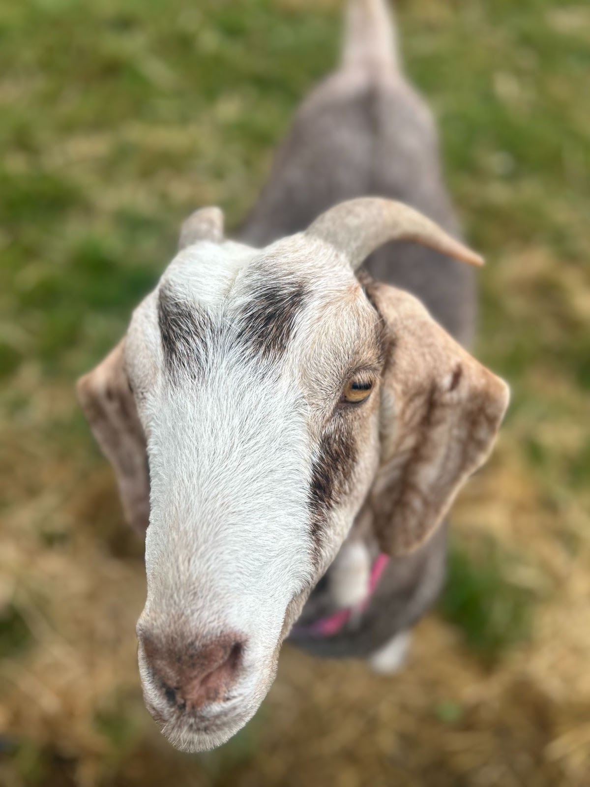 Photo of a Goat