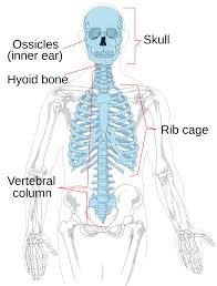 Axial Skeleton