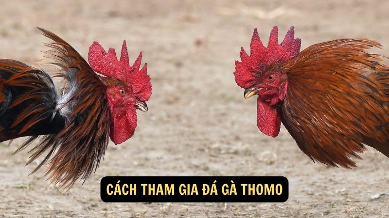 Cách tham gia đá gà thomo