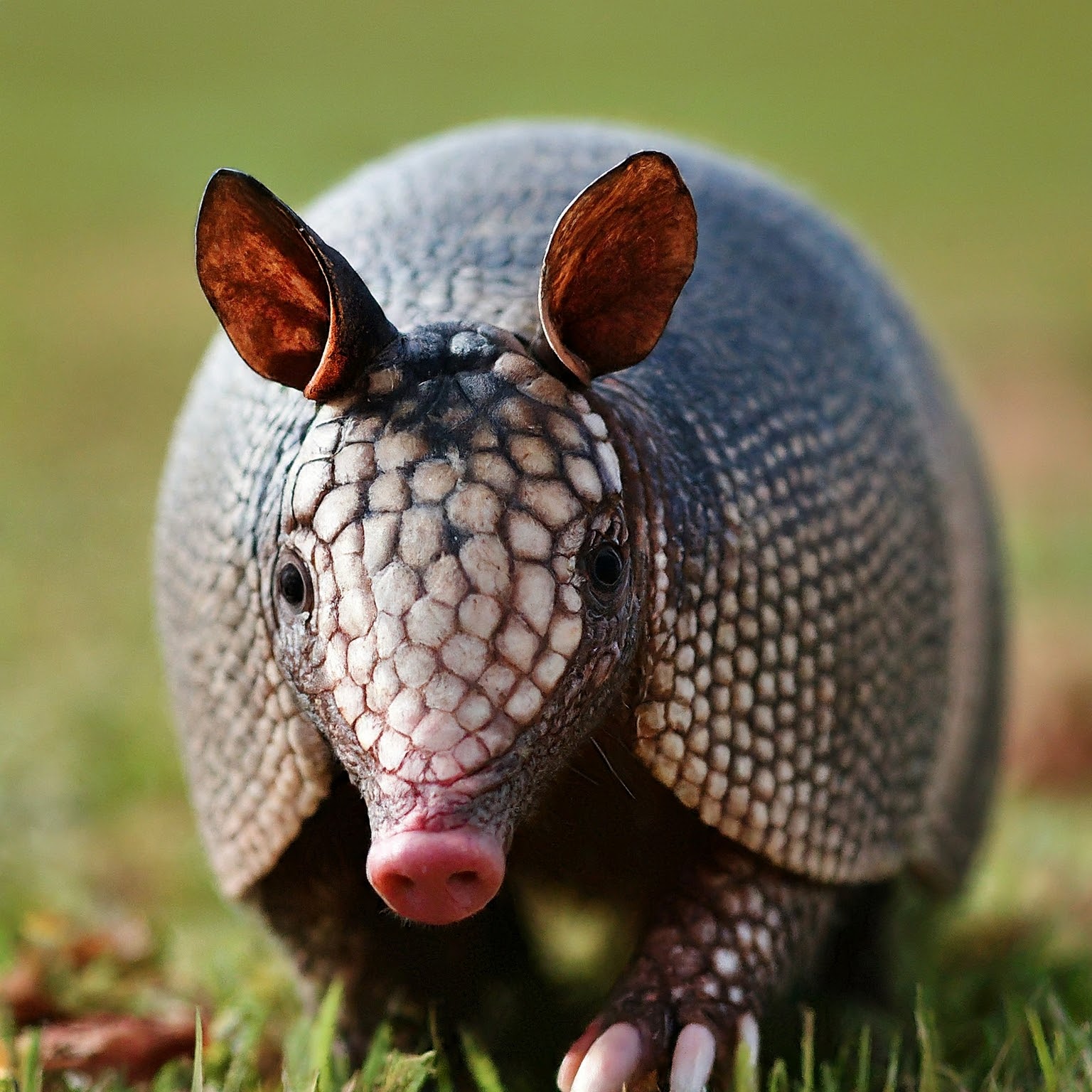 Tiny armadillo aka armored architects looking directly at the camera.