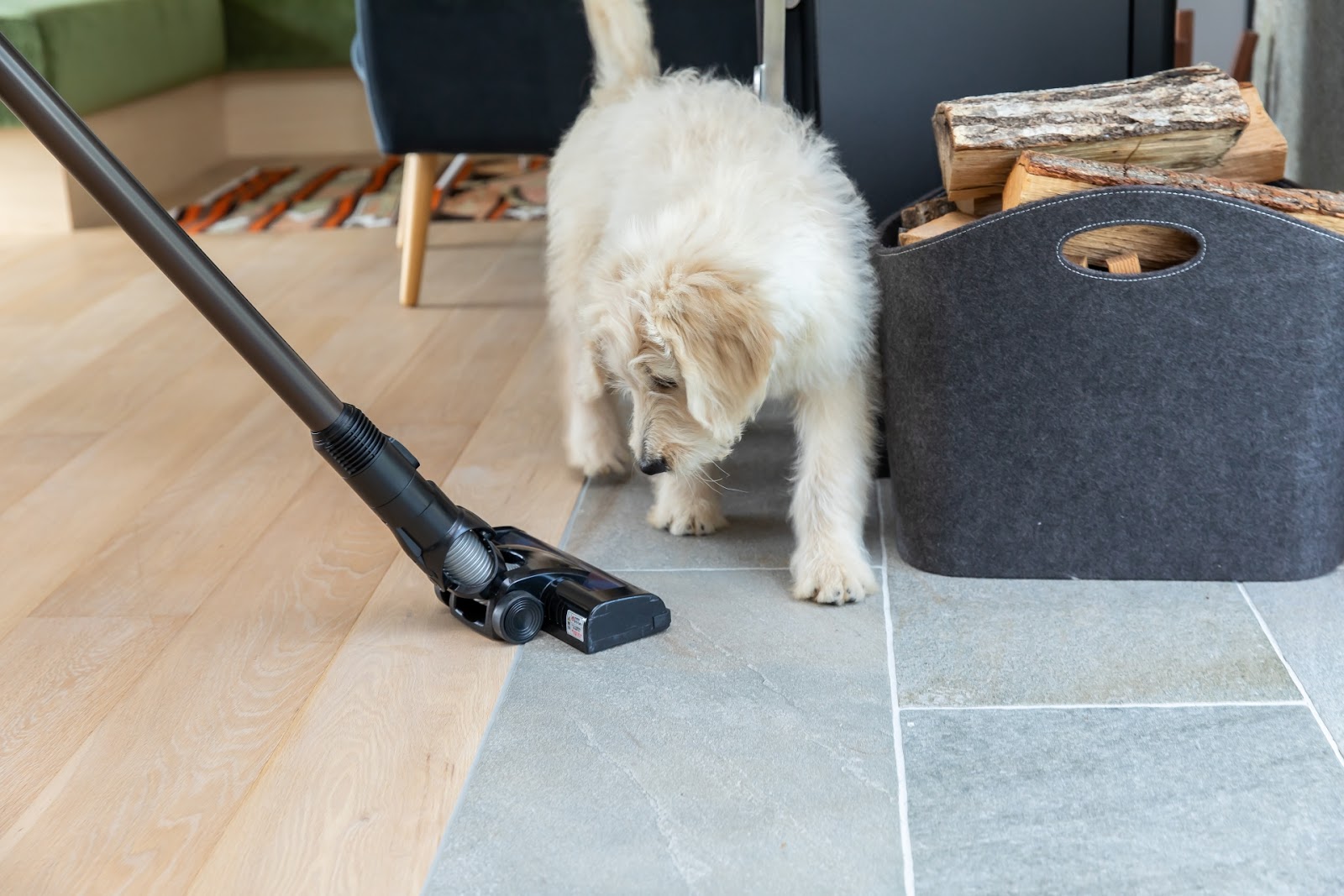 抜け毛掃除を見つめる犬