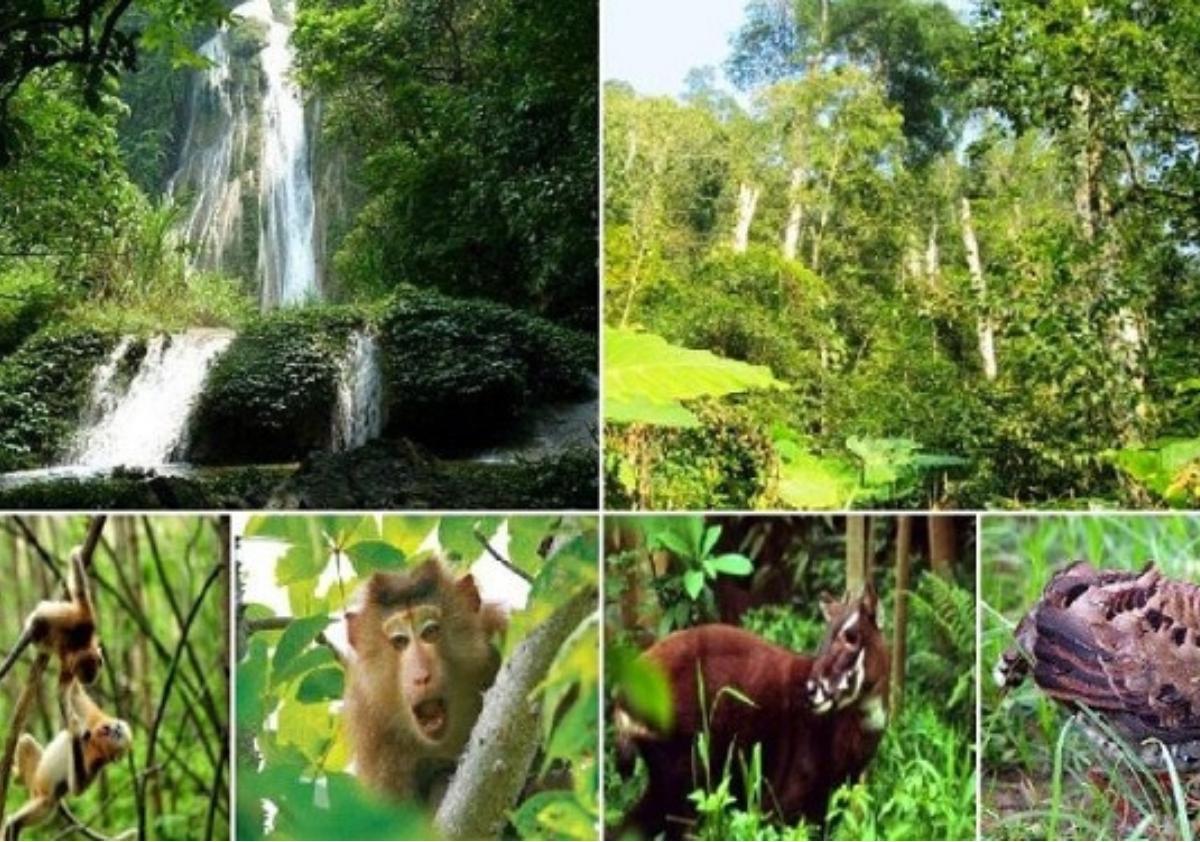 A collage of different animals in the jungle

Description automatically generated