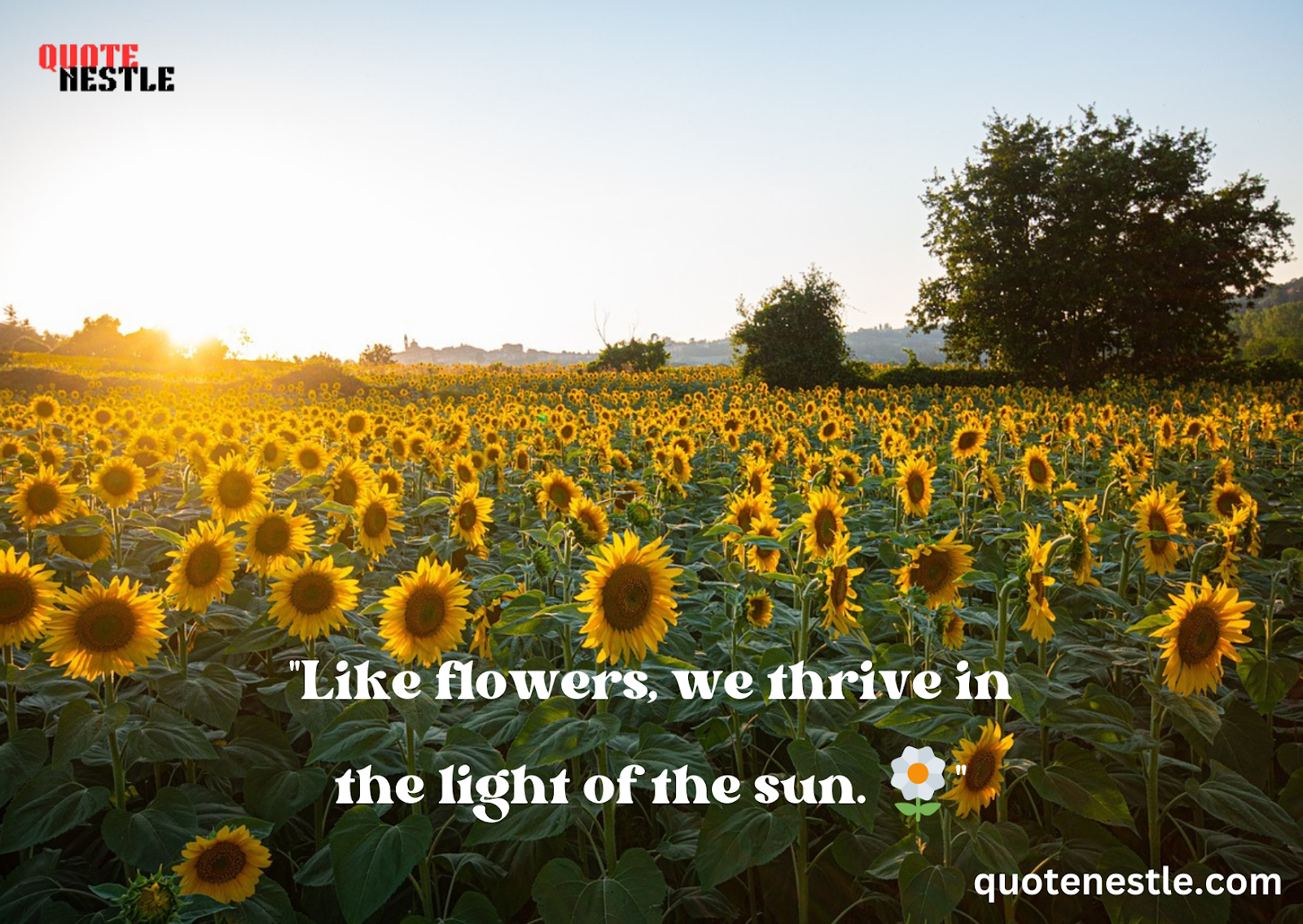 More Sunshine Quotes