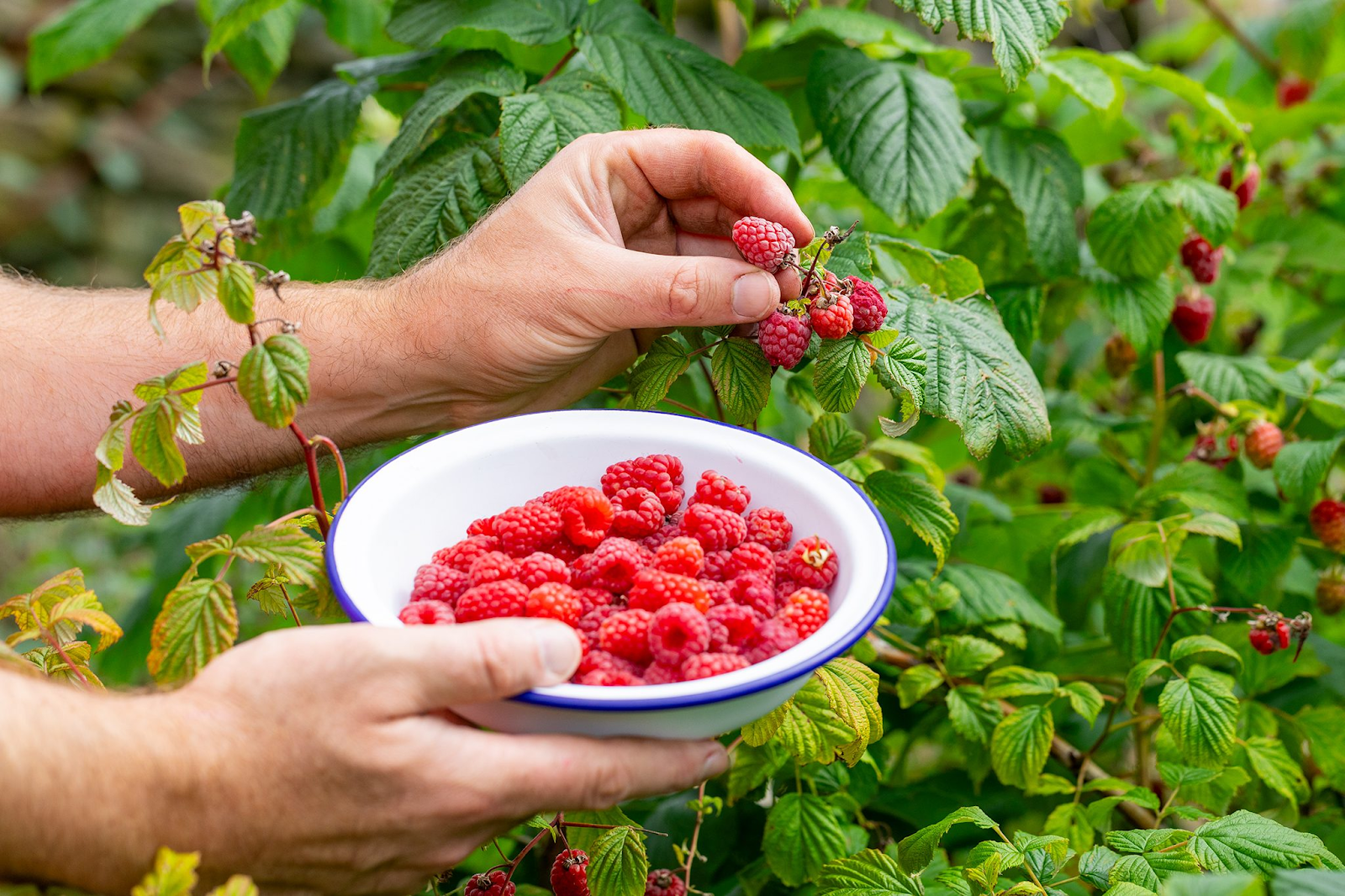 Harvesting and Enjoying Fresh Raspberries