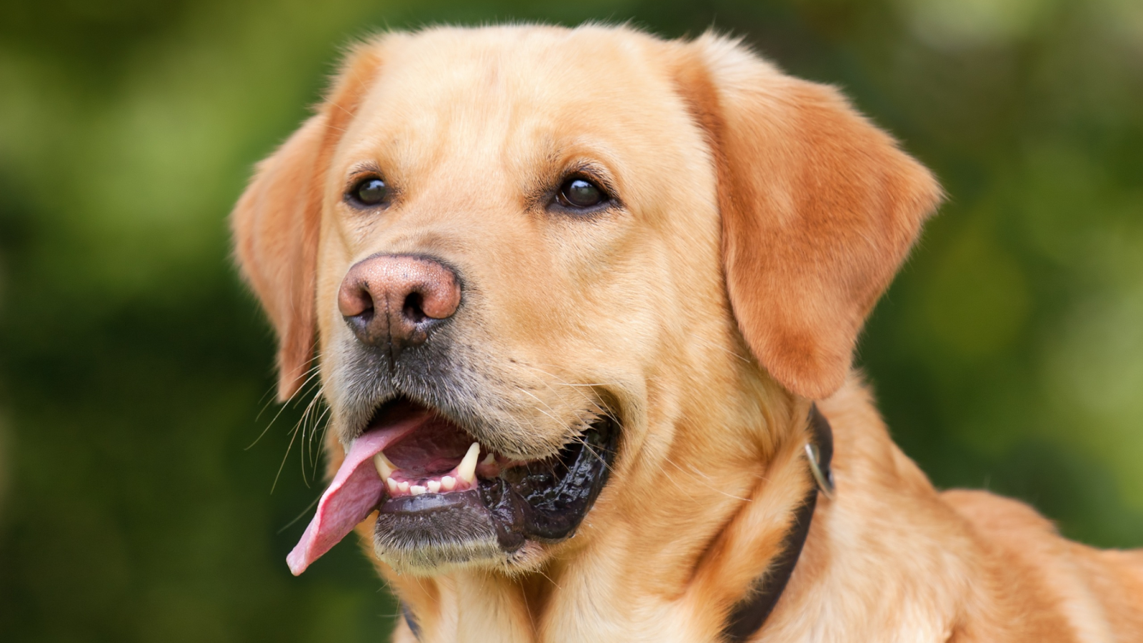 do dogs get pimples