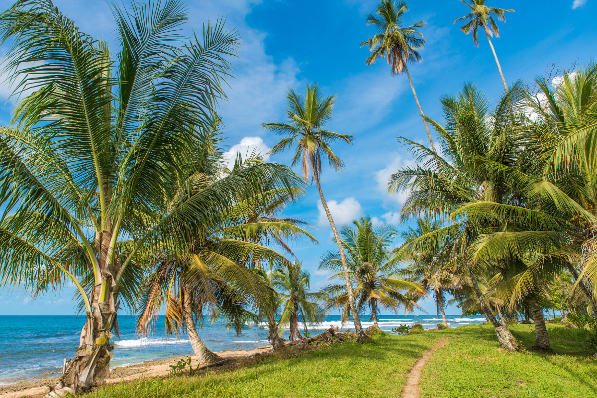 palm trees in Playa Cocles in Punta Uva 